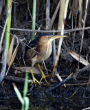 Least Bittern - male_3573.jpg