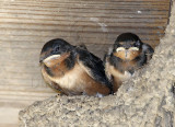 Barn Swallow_3466.jpg