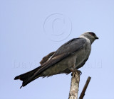 Mississippi Kite_3599.jpg