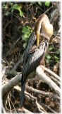 anhinga-15.jpg