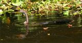 anhinga wide mouth-9-06.jpg