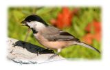 Chickadee-Fall-7th.jpg