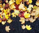  leaves on tarmac
