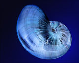 Nautilus shell