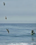 Pelican dive sequence