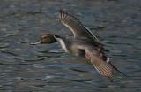 Migration Begins -   IMG_0049.JPG