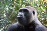 Gorilla Portrait