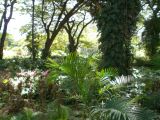 Pretty foliage