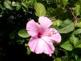 Hibiscus