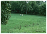 South pasture, Tippecanoe County, August 1977