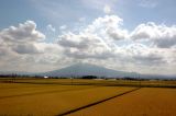 Rice fields