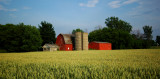 Red Barn and Wheat