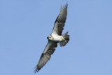 Osprey_0208b.jpg