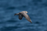 Long-tailed Jaeger NEF3874.jpg