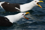 LARIDAE: Gulls & Terns