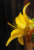 Yellow lily side