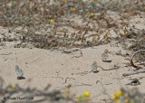 If chicks scatter instead of remaining still, they become easy prey for nearby predators