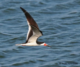 Black skimmer cruising for fish