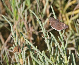 Two skippers:  Funereal Duskywing (right) and possible Wandering Skipper (left)