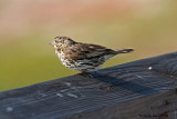 Birds like terns, egrets and this Beldings Savannah Sparrow often perch on the boardwalk railing