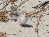 Chicks wait to be fed, camouflaged to match the sand