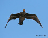 Double-crested Cormorant catches fish by diving from the waters surface, not from the air