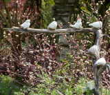 birds on a branch.jpg