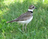 Kildeer