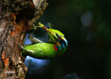 B1-DSC06459CL_f.jpg