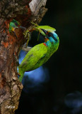 B5-DSC06451CLV_f.jpg