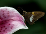 _MG_0136 Ragged Skipper