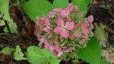 P1000211 Hydrangea