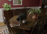 P1010643 Louie in Motion