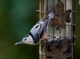 _MG_3914 Nuthatch