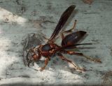 1733 Late Summer Paper Wasp