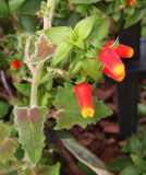 1764 Candy Corn Vine
