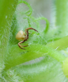 _MG_2140 Tiny Crab Spider on Cucumber Plant