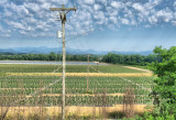 DSCF4937 Western Carolina Tomato Field