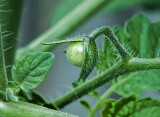 P1000941 First tomato