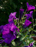 _MG_5264 Wave Petunias