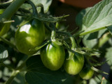 _MG_5303 Holiday  Elf Tomatoes