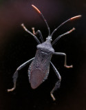 _MG_1337 Its a squash bug!