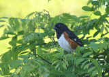 Eastern Towhee