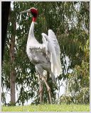 Bird Show (2)