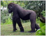 Gorilla
