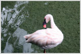 Pink Flamingo