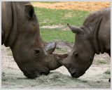Rhinos