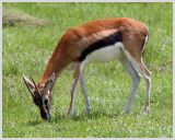 Thompsons Gazelle