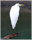 Wet Egret