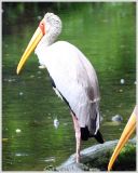 White Pelican
